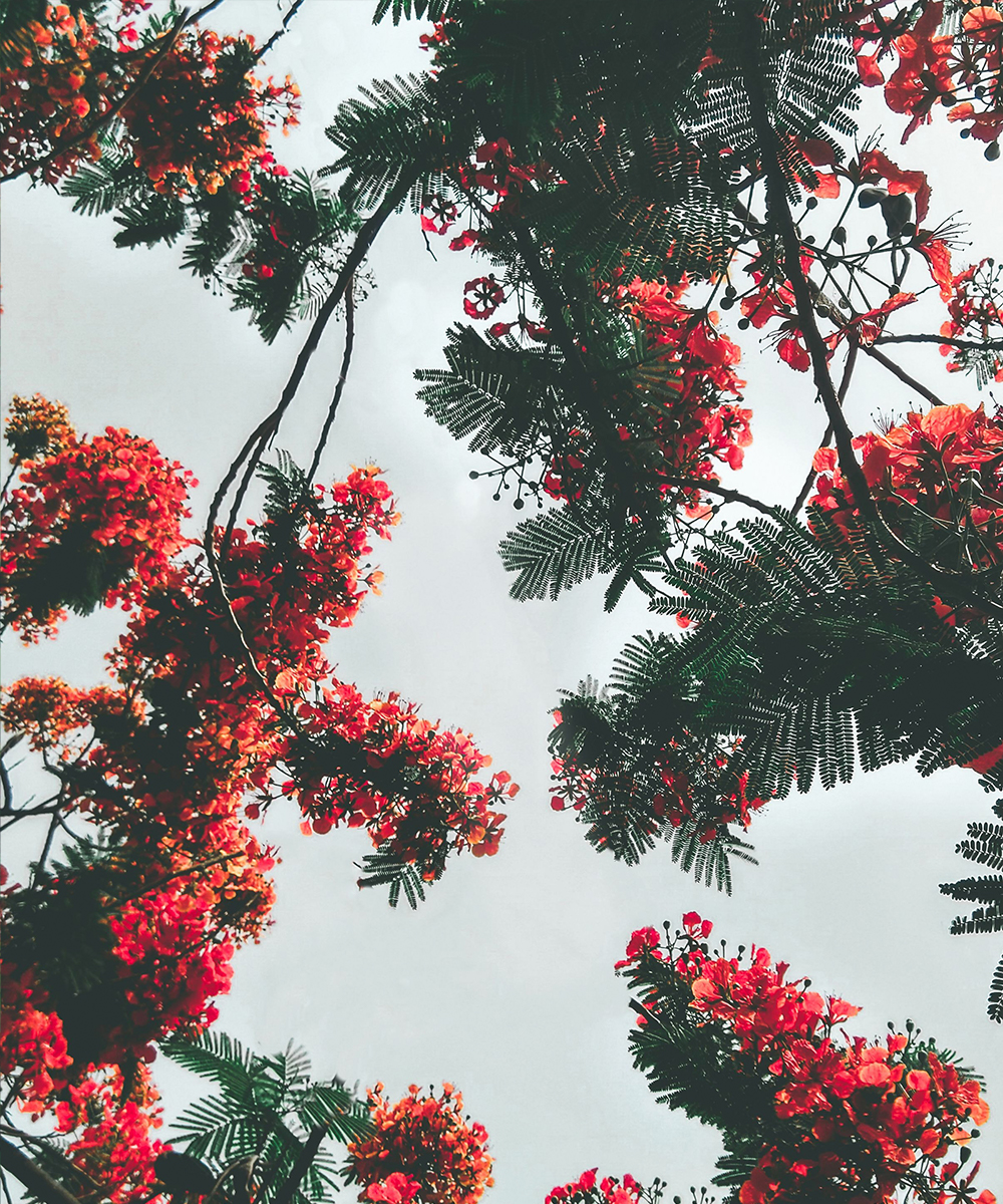 Beautiful Red Flowers